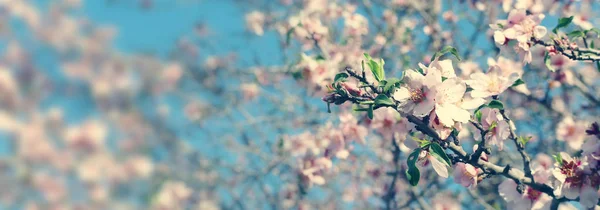 春の桜の木の背景 選択的焦点 — ストック写真