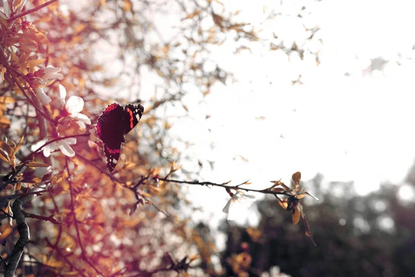 Фоне Весеннего Цветения Вишни Дерево Красивая Бабочка Собирает Нектар Цветка — стоковое фото