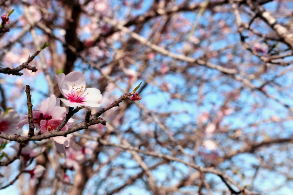 Bakgrund Våren Körsbär Blommor Träd Selektivt Fokus — Stockfoto