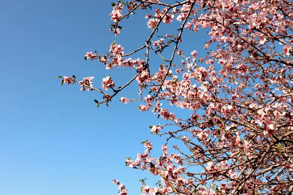 Fondo Del Árbol Flores Cerezo Primavera Enfoque Selectivo —  Fotos de Stock