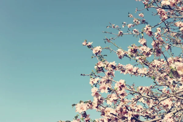 春天樱花树的背景 选择性重点 — 图库照片