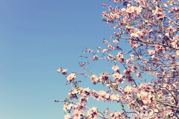 Hintergrund Des Frühlings Kirsche Blüht Baum Selektiver Fokus — Stockfoto