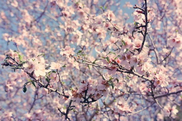 Background Spring Cherry Blossoms Tree Selective Focus — Stock Photo, Image