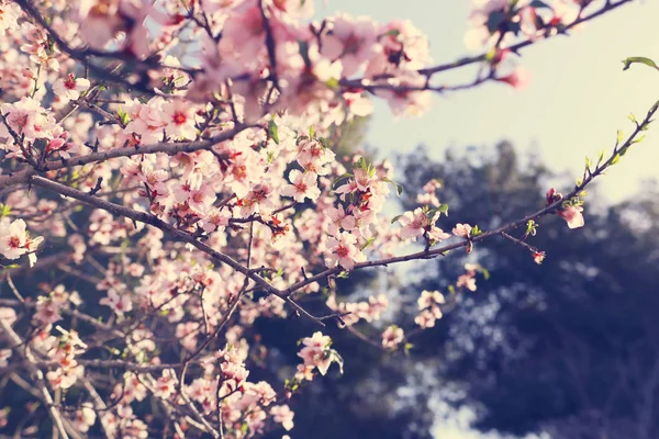 Background Spring Cherry Blossoms Tree Selective Focus — Stock Photo, Image