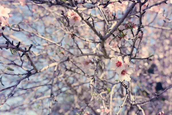 Fondo Del Árbol Flores Cerezo Primavera Enfoque Selectivo —  Fotos de Stock