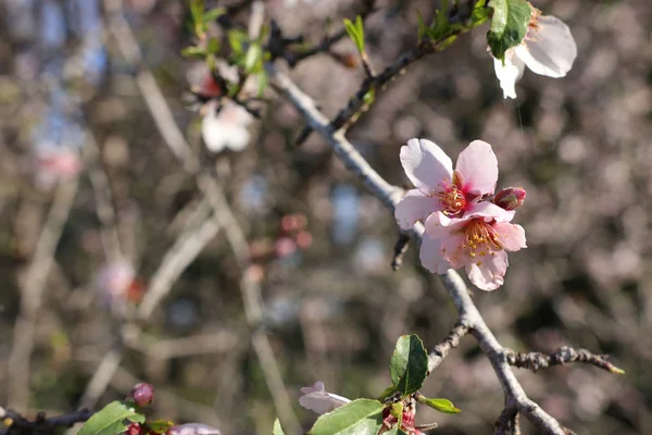 Hintergrund Des Frühlings Kirsche Blüht Baum Selektiver Fokus — Stockfoto