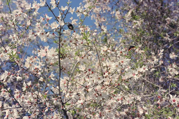 Fond Fleurs Cerisier Printemps Arbre Beau Papillon Recueille Nectar Fleur — Photo