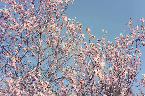 Fondo Del Árbol Flores Cerezo Primavera Enfoque Selectivo —  Fotos de Stock