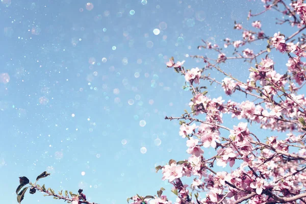 Pozadí Jarních Třešňových Květů Selektivní Zaměření — Stock fotografie