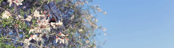 Hintergrund Des Frühlings Kirschblüten Baum Und Schönen Schmetterling Sammelt Nektar — Stockfoto