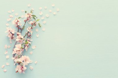 pastel mavi ahşap arka plan ağaç bahar beyaz kiraz çiçeği fotoğrafı. Yukarıdan görüntülemek, yat