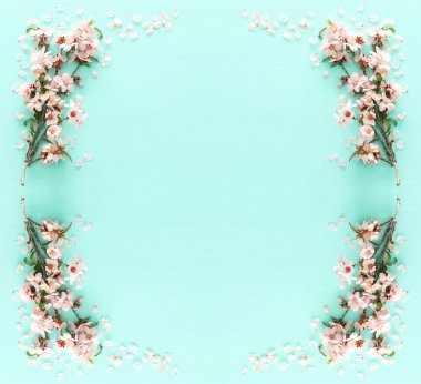 pastel nane ahşap arka plan ağaç bahar beyaz kiraz çiçeği fotoğrafı. Yukarıdan görüntülemek, yat