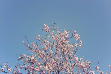 Bahar kiraz çiçekleri ağacının arka planı. seçici odak