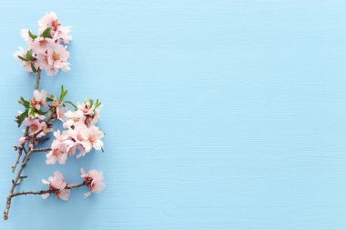 photo of spring white cherry blossom tree on blue wooden background. View from above, flat lay clipart