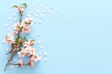Mavi ahşap arka plan ağaç bahar beyaz kiraz çiçeği fotoğrafı. Yukarıdan görüntülemek, yat