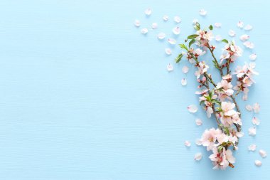 Mavi ahşap arka plan ağaç bahar beyaz kiraz çiçeği fotoğrafı. Yukarıdan görüntülemek, yat