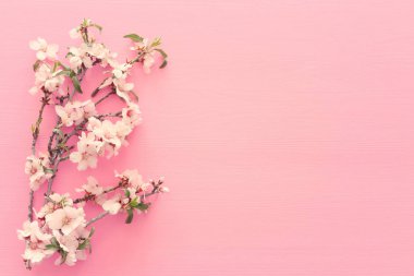photo of spring white cherry blossom tree on pastel pink wooden background. View from above, flat lay clipart
