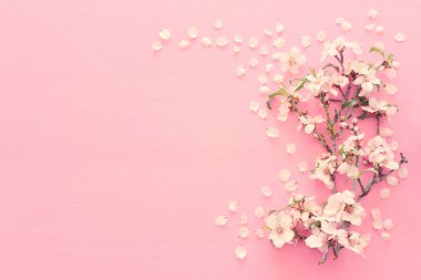 pastel pembe ahşap arka plan ağaç bahar beyaz kiraz çiçeği fotoğrafı. Yukarıdan görüntülemek, yat