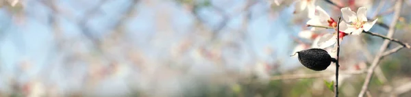 Фон Весняного Мигдалю Квітучого Дерева Вибірковий Фокус — стокове фото
