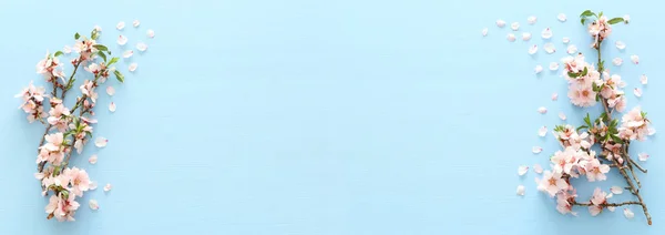 Фото Весеннего Белого Цветущего Вишневого Дерева Синем Деревянном Фоне Вид — стоковое фото