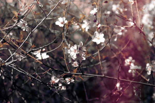 Bakgrund Våren Körsbär Blommor Träd Selektivt Fokus — Stockfoto