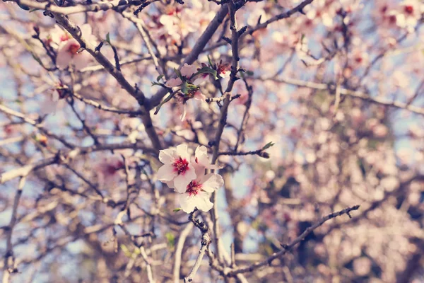 Background Spring Cherry Blossoms Tree Selective Focus — Stock Photo, Image