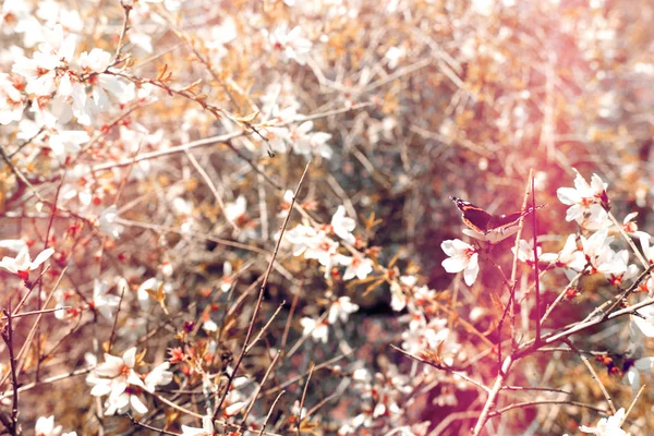 Fondo Del Árbol Flores Cerezo Primavera Hermosa Mariposa Recoge Néctar —  Fotos de Stock