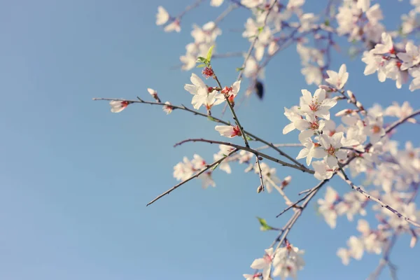 Tło Wiosna Kwiaty Migdałowe Drzewa Selektywny Fokus — Zdjęcie stockowe