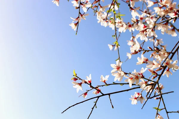 Hintergrund Des Frühlings Mandelblüten Baum Selektiver Fokus — Stockfoto