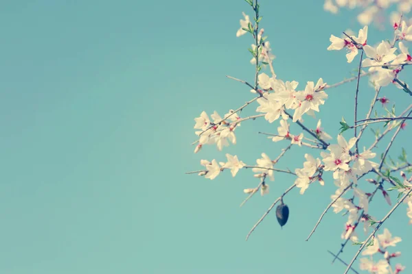 Hintergrund Des Frühlings Mandelblüten Baum Selektiver Fokus — Stockfoto