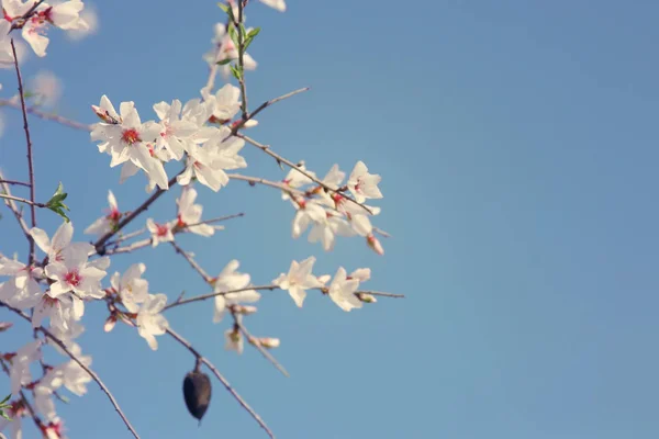 Tło Wiosna Kwiaty Migdałowe Drzewa Selektywny Fokus — Zdjęcie stockowe