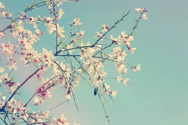 Hintergrund Des Frühlings Mandelblüten Baum Selektiver Fokus — Stockfoto