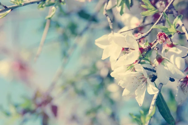 Фон Весняного Мигдалю Квітучого Дерева Вибірковий Фокус — стокове фото