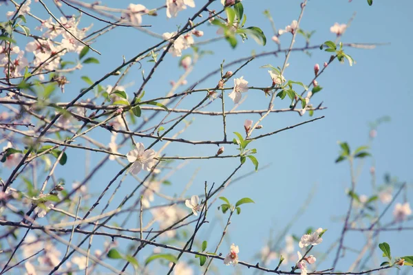 Background Spring Cherry Blossoms Tree Beautiful Butterfly Collects Nectar Flower — Stock Photo, Image