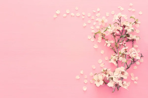 Photo Printemps Cerisier Blanc Sur Fond Bois Rose Pastel Vue — Photo