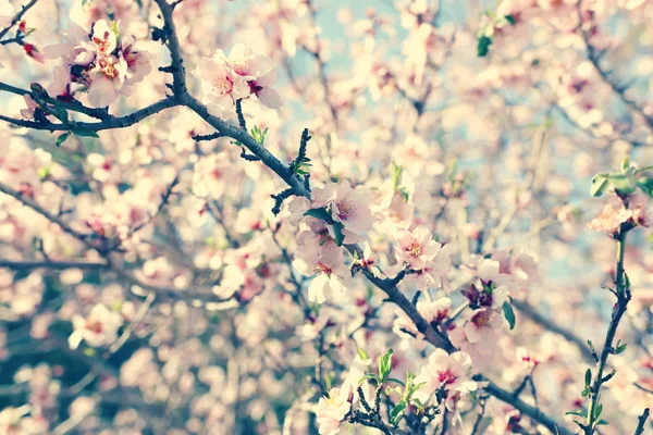 Fondo Del Árbol Flores Cerezo Primavera Enfoque Selectivo — Foto de Stock