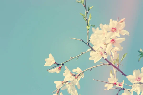 Hintergrund Des Frühlings Mandelblüten Baum Selektiver Fokus — Stockfoto