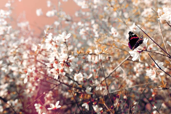 春の桜の木と美しい蝶の背景は 花から蜜を収集します 選択と集中 — ストック写真