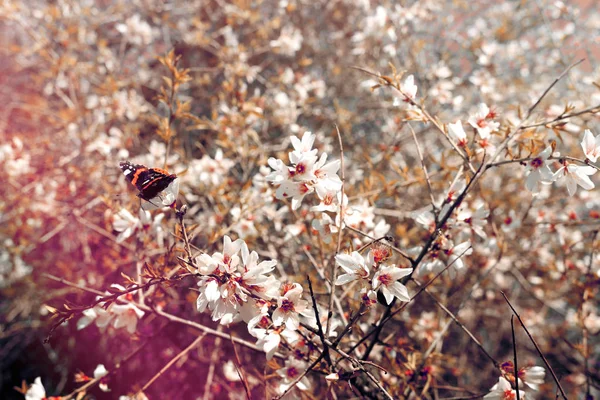 春の桜の木と美しい蝶の背景は 花から蜜を収集します 選択と集中 — ストック写真