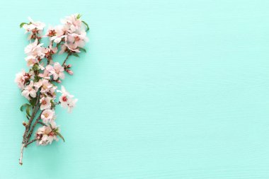 photo of spring white cherry blossom tree on pastel mint wooden background. View from above, flat lay clipart