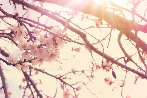 春天杏花树的背景 选择性对焦 — 图库照片