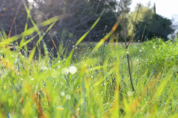 Hintergrund Des Morgentaus Tropfen Auf Frühling Leuchtend Grünes Gras Selektiver — Stockfoto