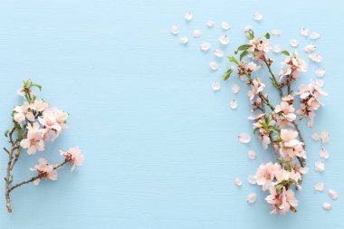 pastel mavi ahşap arka plan ağaç bahar beyaz kiraz çiçeği fotoğrafı. Yukarıdan görüntülemek, yat