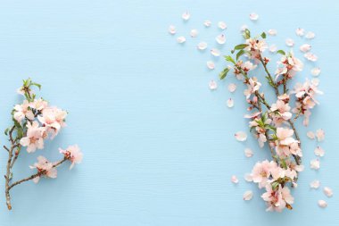 photo of spring white cherry blossom tree on pastel blue wooden background. View from above, flat lay clipart