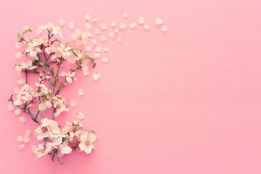 pastel pembe ahşap arka plan ağaç bahar beyaz kiraz çiçeği fotoğrafı. Yukarıdan görüntülemek, yat