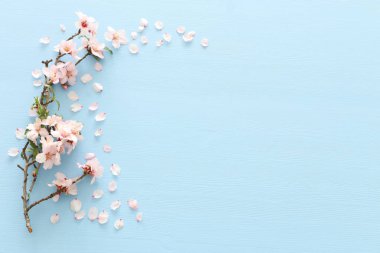 pastel mavi ahşap arka plan ağaç bahar beyaz kiraz çiçeği fotoğrafı. Yukarıdan görüntülemek, yat