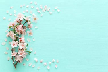 photo of spring white cherry blossom tree on pastel mint wooden background. View from above, flat lay clipart