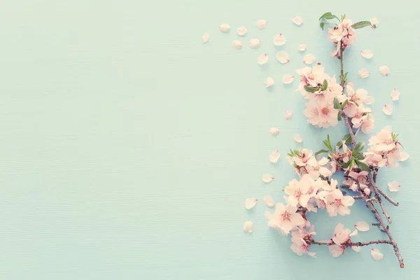 Photo of spring white cherry blossom tree on pastel blue wooden background. View from above, flat lay — Stock Photo, Image