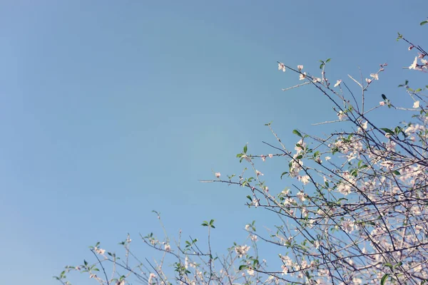 Fondo del árbol de flores de cerezo de primavera. enfoque selectivo. —  Fotos de Stock