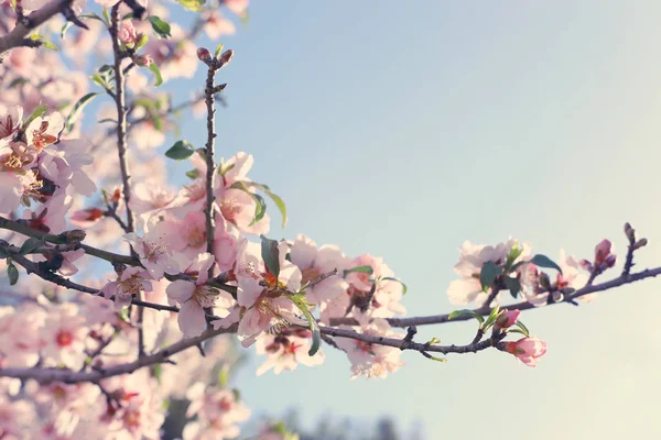 Fond de fleurs de cerisier de printemps arbre. focus sélectif. — Photo
